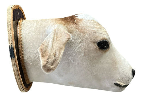 Decoração De Parede Country Cabeça De Bezerro Empalhada